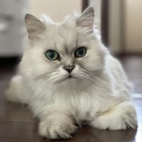 会員画像