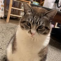 ぴぴにゃ 会員画像