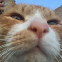 ざわざわほ 会員画像
