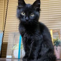 フクマル117 会員画像