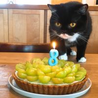 ねねこちゃん 会員画像