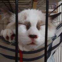 ベルまる 会員画像