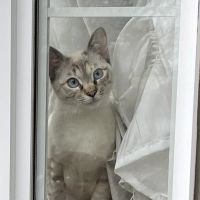 Papa cat 会員画像