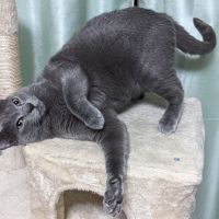 びろんちょ 会員画像