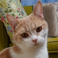 ポポねこ 会員画像