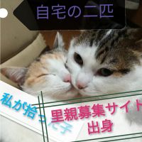 オシャレ系キャット 会員画像