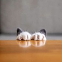 猫の横顔 会員画像