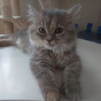 なな吉 会員画像