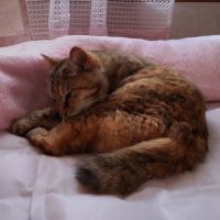 まめたくん! 会員画像