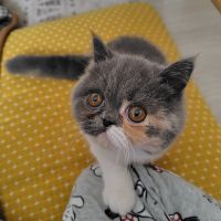 ツモさん