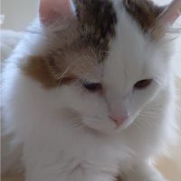 ぴーすん 会員画像