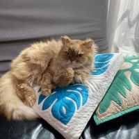 ぴのこちゃんさん