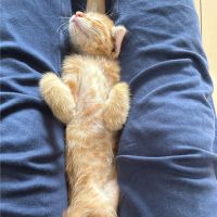 うたはしさん