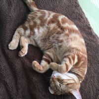 ティッチさん