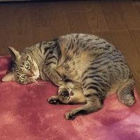 カノフさん