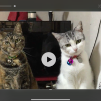 チャコモチさん