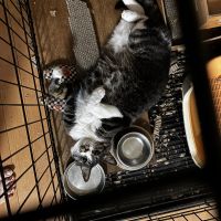 ねこもちたろうさん