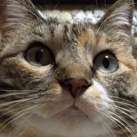 ちゃこはちさん