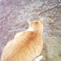 ことち 会員画像