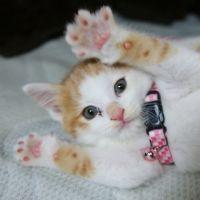 あきにゃ 会員画像