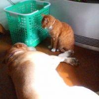 さくや 会員画像