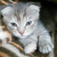 はち子 会員画像