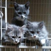 鯖武士 会員画像