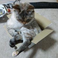 いもねこ 会員画像