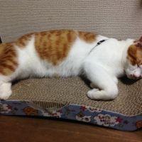 会員画像