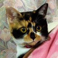 ミコサク