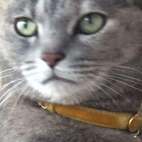 月読猫 会員画像