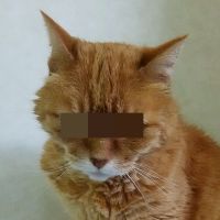 すめし