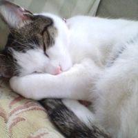 ニャンねこ 会員画像