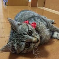 つったか 会員画像