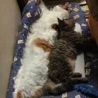 てつきち 会員画像