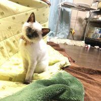 にゃんこ福 会員画像