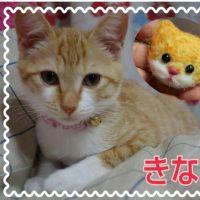 会員画像