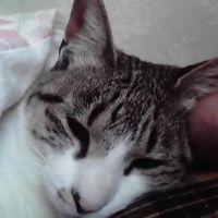 猫ばあさん 会員画像