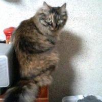 味噌猫 会員画像