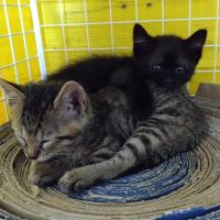 ムコドノ 会員画像