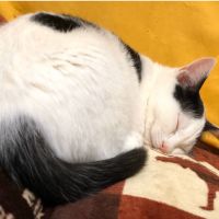 ねころ部 会員画像