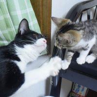 あやめちゃんとポンちゃん 会員画像