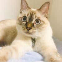 しらこちゃん 会員画像