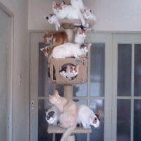 ららねこ 会員画像