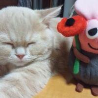 チエホフ 会員画像