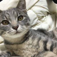 水島タイガ 会員画像