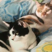 三毛猫のえる 会員画像