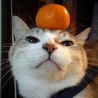 会員画像