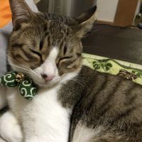 ぷーもこさん