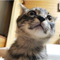 でり 会員画像